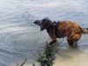 Tervueren Foto: Baden ist schön (ID 5752) Tervueren Hund