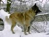 Tervueren Foto: Coja v.d.Schrind, bald 9 Jahre alt und topfit auf Ausguck nach Feinden *grins* (ID 19311) Tervueren Hund