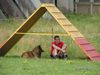 Tervueren Foto: Agility (ID 17539) Tervueren Hund