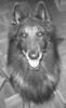 Tervueren Foto: Act Rocky Gamine Of The Source Of Joy (ID 17272) Tervueren Hund