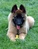 Tervueren Foto: Vario vom Schwarzen Ulan mit 10 Wochen (ID 5016) Tervueren Hund