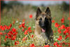 Tervueren Foto: Mein kleiner Wayne-Moon im Mohn (ID 39181) Tervueren Hund