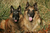 Tervueren Foto: Gipsy 11 und Kira 8 Jahre, meine beiden Mädels am Sonntag im Wald. (ID 26259) Tervueren Hund