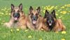 Tervueren Foto: Meine 3 Belgier Nico, Kira und Gipsy van de Lamar (ID 16926) Tervueren Hund