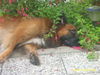 Tervueren Foto: bin ich müüüdee x) (ID 39009) Tervueren Hund