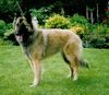 Tervueren Foto: Bonita the Red Dragon (ID 5653) Tervueren Hund