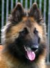 Tervueren Foto: Centa the Red Dragon (ID 21376) Tervueren Hund