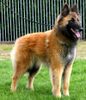 Tervueren Foto: Centa the Red Dragon (ID 21375) Tervueren Hund