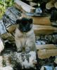 Tervueren Foto: Chita the Red Dragon (ID 5912) Tervueren Hund