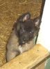 Tervueren Foto: Hallo ist da jemend der mich nicht als Weinachtgeschenk haben will! (ID 16869) Tervueren Hund