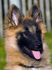 Tervueren Foto: ELZE OF THE HOME PORT (ID 28794) Tervueren Hund