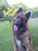 Tervueren Foto: Jack (ID 44389) Tervueren Hund