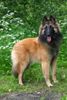 Tervueren Foto: Milathe red dragon (ID 22712) Tervueren Hund