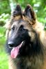 Tervueren Foto: Milathe red dragon (ID 22713) Tervueren Hund