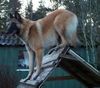 Tervueren Foto: Black Hawkwind's Sasha (ID 1454) Tervueren Hund