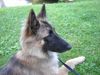 Tervueren Foto: Celine of Royal Belgian (ID 18682) Tervueren Hund