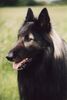 Tervueren Foto: Unique-Sable von Güldenwerth (ID 21900) Tervueren Hund