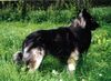 Tervueren Foto: Unique-Sable von Güldenwerth - Deckrüde (ID 21901) Tervueren Hund