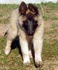 Tervueren Foto: Vici vom Schwarzen Ulan mit 11 Wochen (ID 5015) Tervueren Hund