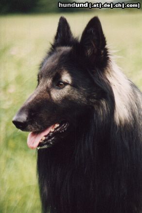 Tervueren Hunde Foto 21900 in höherer Auflösung ansehen Tervueren Unique-Sable von Güldenwerth