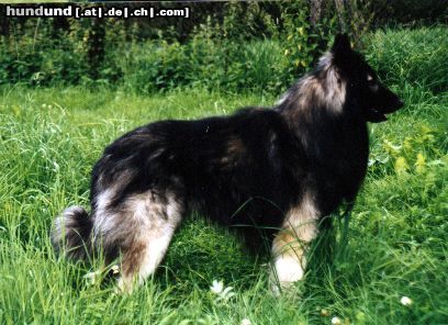 Tervueren Hunde Foto 21901 in höherer Auflösung ansehen Tervueren Unique-Sable von Güldenwerth - Deckrüde