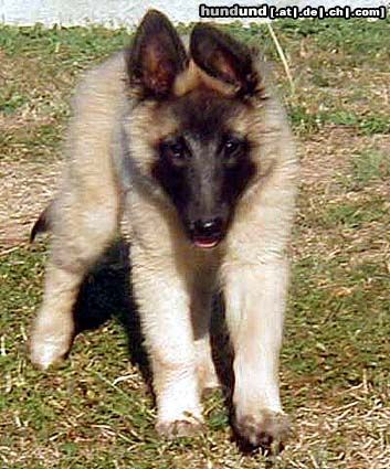 Tervueren Hunde Foto 5015 Tervueren Vici vom Schwarzen Ulan mit 11 Wochen