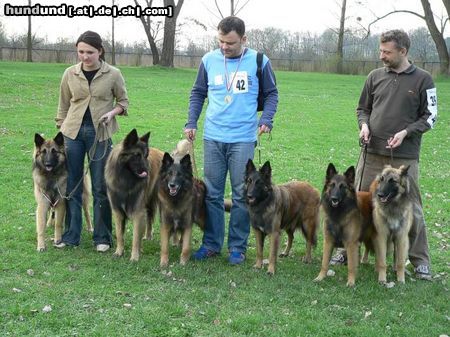 Tervueren Hunde Foto 20974 in höherer Auflösung ansehen Tervueren Wrocław 2005