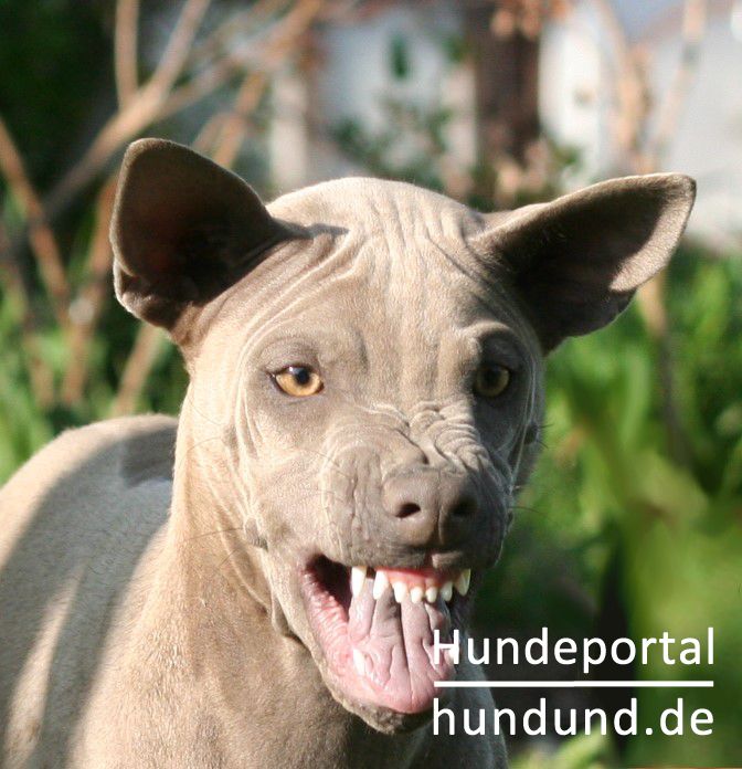 Thai ridgeback kaufen