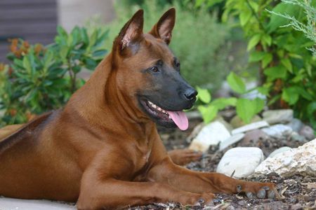 Thai Ridgeback Mein Bursche mit  knapp sechs Monaten