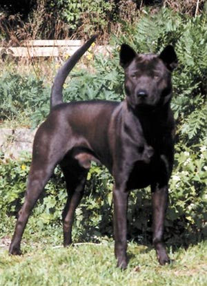 Thai Ridgeback Hunde Foto 328 Thai Ridgeback Gamon v. Taptim Siam