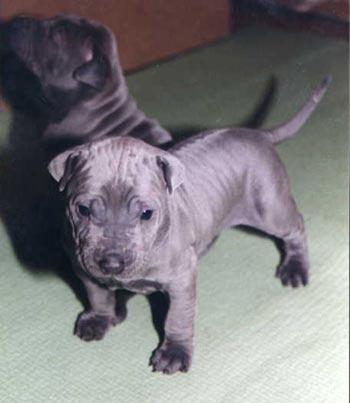 Thai Ridgeback Mogli