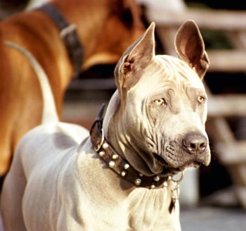 Thai Ridgeback Hunde Foto 600 Thai Ridgeback Mogli