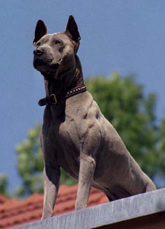 Thai Ridgeback Hunde Foto 601 Thai Ridgeback Mogli