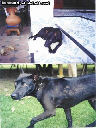 Thai Ridgeback Hunde Foto 19788 in höherer Auflösung ansehen Thai Ridgeback Das ist meiner