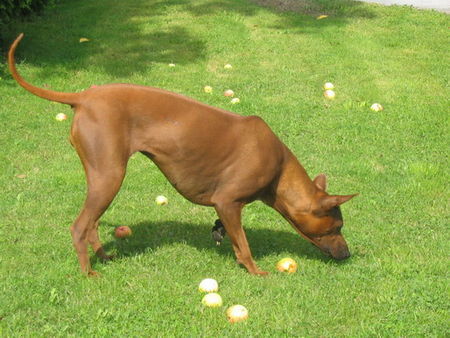 Thai Ridgeback Balicere und Asarah - CZ