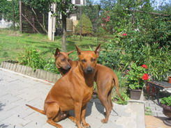 Thai Ridgeback Hunde Foto 36499 Thai Ridgeback Balicere und Asarah - CZ