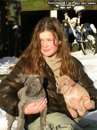 Thai Ridgeback Hunde Foto 19636 Thai Ridgeback Wowwadee Assanee and Assawin, Melina