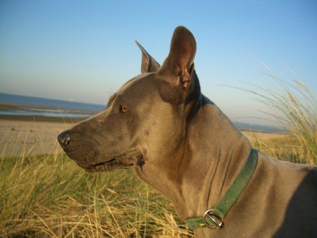Thai Ridgeback Hunde Foto 35548 in höherer Auflösung ansehen Thai Ridgeback Ao-Jai