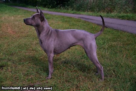 Thai Ridgeback Hunde Foto 15022 in höherer Auflösung ansehen Thai Ridgeback Filou apportiert fast alles :)