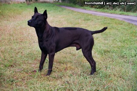 Thai Ridgeback Hunde Foto 15023 in höherer Auflösung ansehen Thai Ridgeback Filou