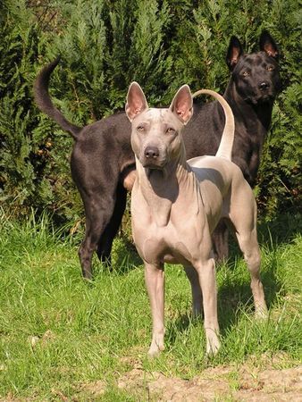 Thai Ridgeback Caju und Nena 