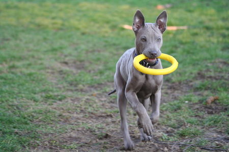 Thai Ridgeback Almaa-San Thaikru aka PAPANI, 12 weeks