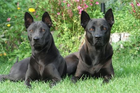 Thai Ridgeback Papa und Tochter