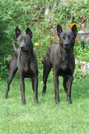 Thai Ridgeback Papa und Tochter