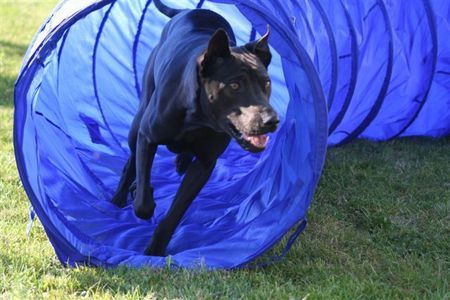 Thai Ridgeback Agility is fun