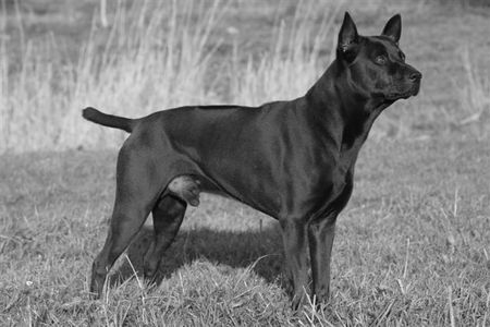 Thai Ridgeback Filou Maneenoppalak