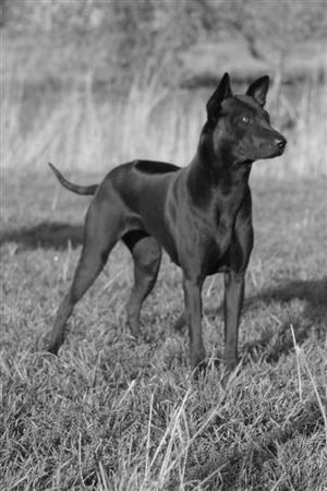 Thai Ridgeback Pebbles