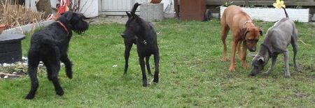 Thai Ridgeback Thais und andere Hunde