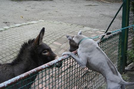 Thai Ridgeback Jai und  der Esel