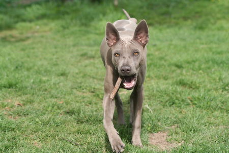 Thai Ridgeback PAPANI ... just be cool ...